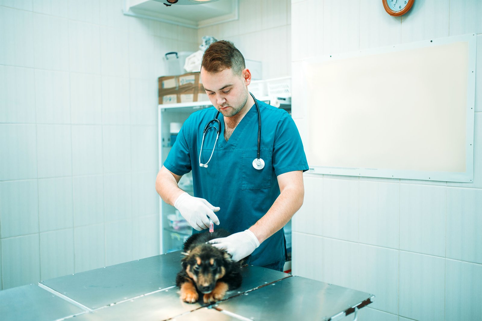 veterinar voždovac